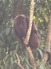 Alouatta guariba