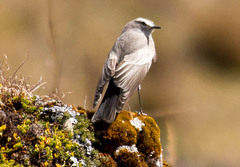 Muscisaxicola griseus