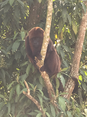 Alouatta guariba