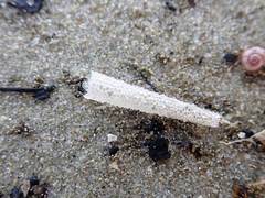 Lagis australis