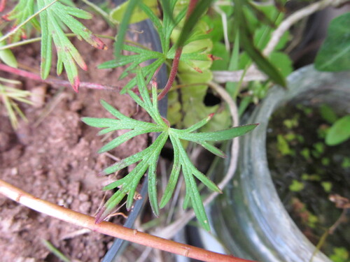 Longstalk cranesbill (Geranium columbinum)