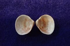 Laevicardium substriatum