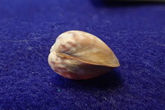 Laevicardium substriatum