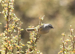 Conirostrum cinereum
