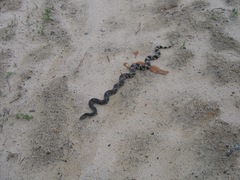 Pituophis melanoleucus melanoleucus