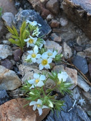 Linanthus demissus