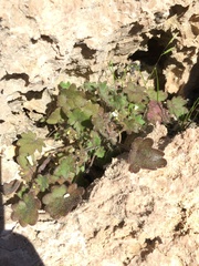 Phacelia rotundifolia