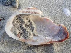Barbatia novaezealandiae
