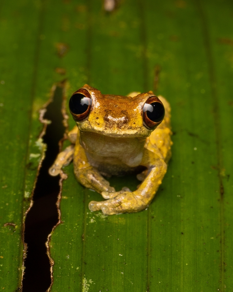 Kubrick's Tree Frog