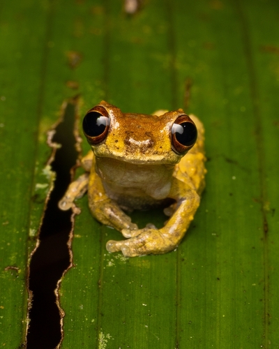 Kubrick's Tree Frog