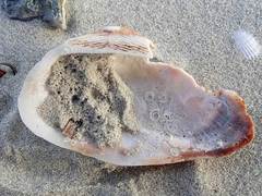 Barbatia novaezealandiae