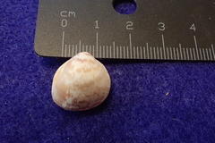 Laevicardium substriatum