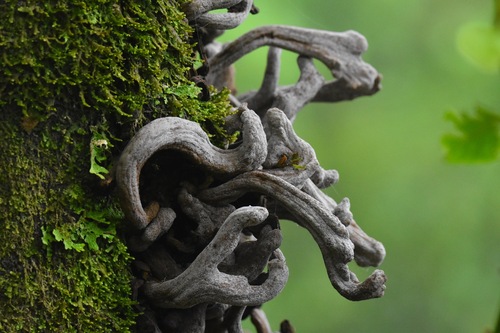 Laurobasidium lauri (Geyl.) Jülich