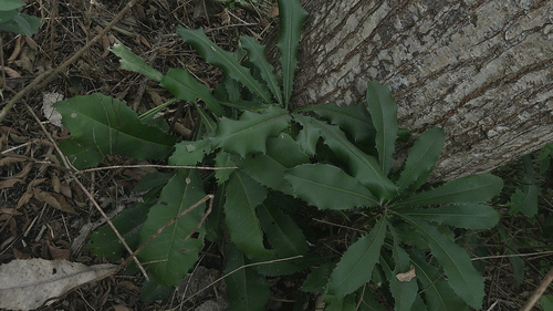 Clavija pungens, photograph 1