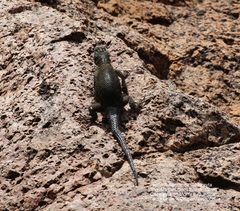 Sceloporus minor