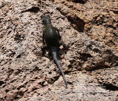 Sceloporus minor