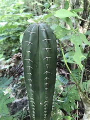 Stenocereus eichlamii