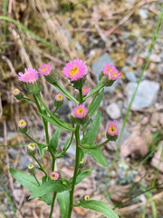 Erigeron philadelphicus philadelphicus