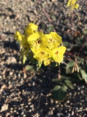 Chylismia munzii