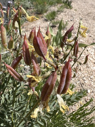 hermit milkvetch (Astragalus eremiticus)