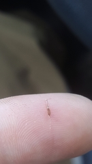 Rhynchospora inexpansa