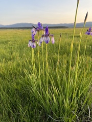 Kosatec sibírsky (Iris sibirica): pôvod a využitie — fotografia 2