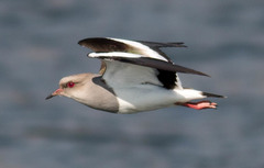 Andean Lapwing photo 2