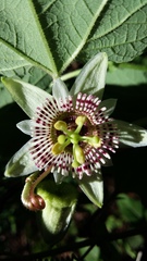 Passiflora exsudans