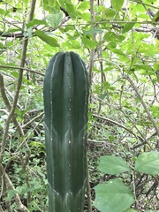 Stenocereus eichlamii