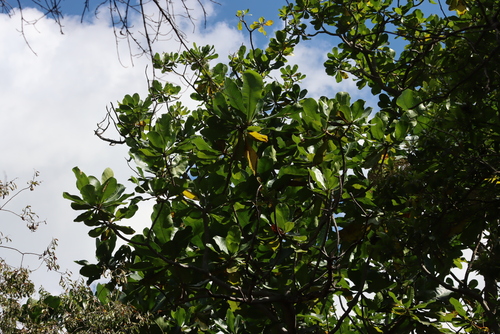 Anthocleista grandiflora, photograph 5