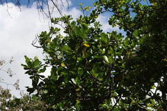 Anthocleista grandiflora, photograph (c) Tony Rebelo, some rights reserved (CC BY-SA)