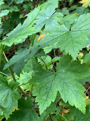 Ribes glandulosum