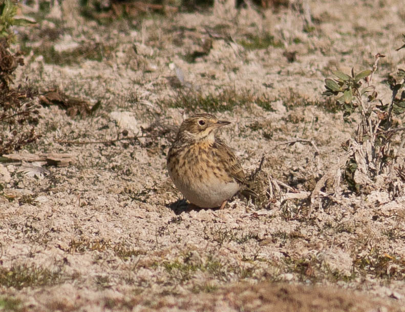 Puna Pipit (Anthus brevirostris) photo