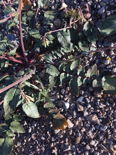 Image of Chylismia munzii by (c) Matt Berger, some rights reserved (CC BY)