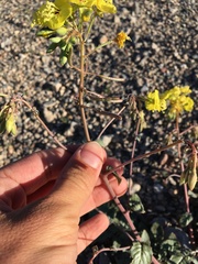 Chylismia munzii