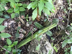 Stenocereus eichlamii