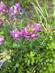Oxytropis borealis