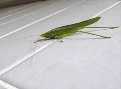 Euconocephalus nasutus