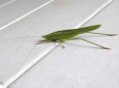 Euconocephalus nasutus