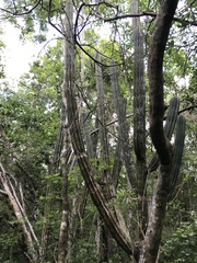 Stenocereus eichlamii