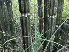 Stenocereus eichlamii