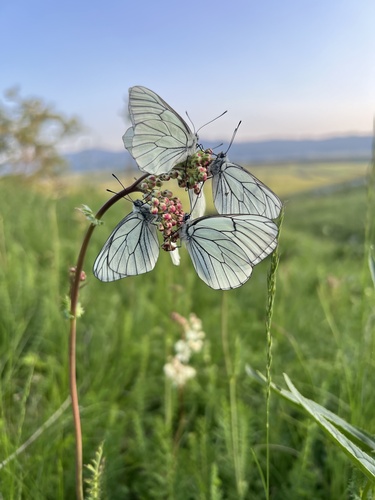Black-veined White photo 3