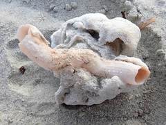 Dendropoma squamiferum