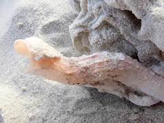 Dendropoma squamiferum