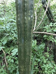 Stenocereus eichlamii