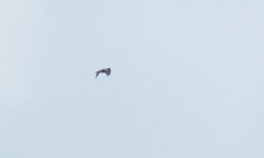 Pernis ptilorhynchus