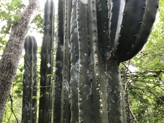 Stenocereus eichlamii