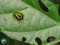 Coptocycla ruficornis