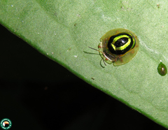 Coptocycla lunifera