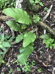 Anthurium schlechtendalii